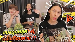 VLOG 178 เปิดฟาร์มแมงมุมแล้ว  จริงจังมากหมดไปเกือบแสน  แต่แมงมุมหลุดเกือบตายยยย [upl. by Eentruoc]