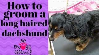 Grooming a long haired dachshund Chester [upl. by Eeroc]