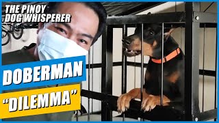 WOOFCAM Doberman Dilemma is this dog breed for you [upl. by Niklaus697]