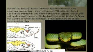 Vertebrate Diversity Reptiles [upl. by Albin]