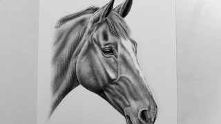 Pferdezeichnung mit Bleistift  Karen Bauer  horse drawing with pencil [upl. by Banwell118]