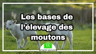 Comment élever des moutons [upl. by Nerral]