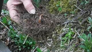 How To Plant Astilbe Flower Roots Astilbe Flowers [upl. by Nylahsoj]