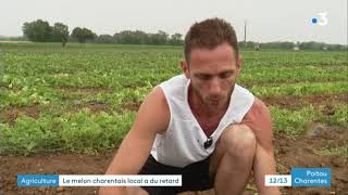 Agriculture  le melon charentais local a du retard [upl. by Chloris]