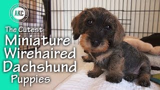 The Cutest Miniature Wirehaired Dachshund Puppies [upl. by Moht]