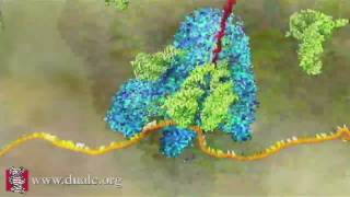 mRNA Translation Advanced [upl. by Carline]