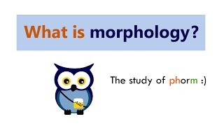 What is morphology [upl. by Alurd]