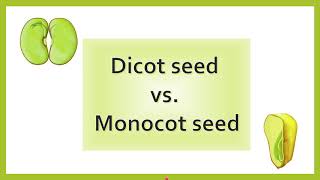 Difference between Dicot Seed and Monocot Seed  AL biology [upl. by Nemzaj]