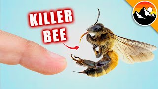 STUNG by a KILLER BEE [upl. by Ringo]