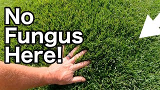 How To STOP FUNGUS In Your Lawn Before It Starts [upl. by Lateh]