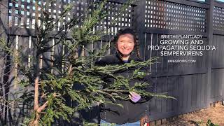 Growing and propagating Redwoods Sequoia sempervirens in zone 7 North Carolina [upl. by Alyt]