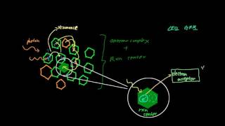 Photosynthesis What are Photosystems Resonance Reaction Centers and Antenna Complex [upl. by Aelyk]