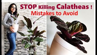 Calathea plant care  Mistakes you should avoid [upl. by Almena]