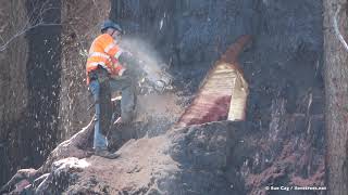 Giant Sequoia Cut Down  June 3rd 2021 [upl. by Repotsirhc]