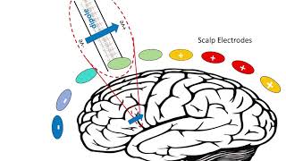 EEG  Electrical Brainwaves [upl. by Deelaw]