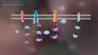 Protein Phosphorylation Creative Diagnostics [upl. by Mikahs295]