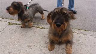 An Encounter with Wirehaired Dachshunds [upl. by Arikat]