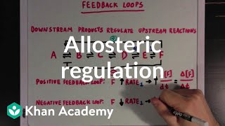 Allosteric regulation and feedback loops  Biomolecules  MCAT  Khan Academy [upl. by Netsyrk]