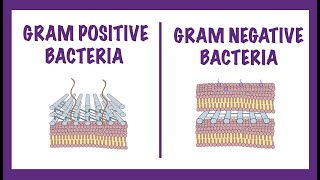 Gram Negative vs Gram Positive Bacteria  Gram Staining Mechanism [upl. by Salita]