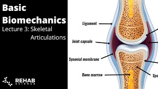 Biomechanics Lecture 3 Skeletal Articulations [upl. by Grazia]