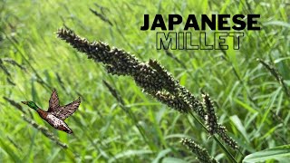 Planting Japanese Millet For Ducks [upl. by Channing]