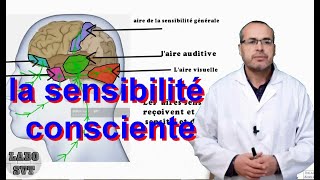 le système nerveux et la sensibilité consciente [upl. by Illah]