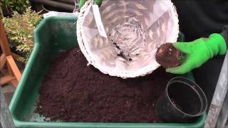 Planting Begonia Corms [upl. by Nileak990]