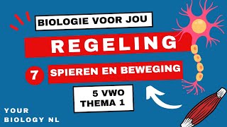 5 vwo  Regeling  7  Spieren amp Beweging [upl. by Yorgen115]