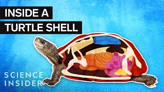 What’s Inside A Turtle Shell [upl. by Lebar797]