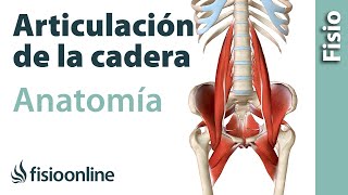 ARTICULACIÓN DE LA CADERA Anatomía huesos ligamentos movimientos y curiosidades [upl. by Kern]