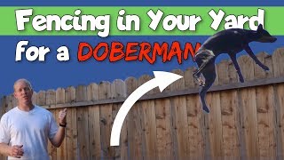 Simple Tricks for Keeping Your Doberman from Jumping Your Fence [upl. by Eloise]