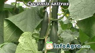 Cucumbers growing 12 [upl. by Osmen]