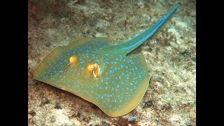 Facts The Bluespotted Ribbontail Ray Bluespotted Stingray [upl. by Anihsit]