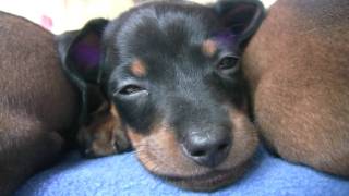 Dachshund  Cute 6 Week Old Puppies [upl. by Sorkin]