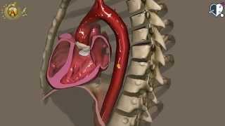 Apparato cardiocircolatorio 11 Aorta [upl. by Hachman]