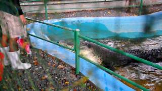 Feeding the Largest Crocodile in the Philippines [upl. by Blynn]