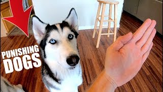 How To Punish Your Husky Or Any Dog [upl. by Rovelli]