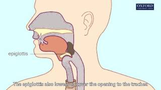 swallowing amp peristalsis [upl. by Newcomb]