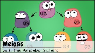 Meiosis Updated [upl. by Nirra]