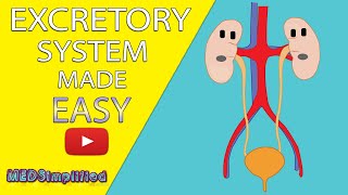 HUMAN EXCRETORY SYSTEM Made Easy  Human Urinary System Simple Lesson [upl. by Materi]