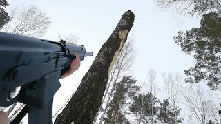 Cutting down a tree with an AK Saiga 12 shotgun  Easy [upl. by Shiroma439]