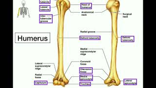 Anatomy  Specific Bony Features of the Radius amp Ulna [upl. by Garold]