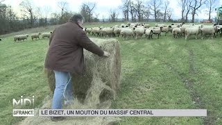 ANIMAUX  Le Bizet un mouton du Massif Central [upl. by Ecnarepmet841]