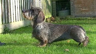 Dog Breed Video Dachshund [upl. by Sorrows]