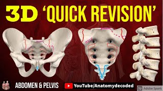 3D Abdomen amp Pelvis Osteology  Lumbar vertebrae  Sacrum  Bony Pelvis  Anatomy Decoded [upl. by Olimac]