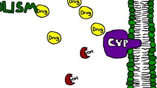 Mechanism of Cytochrome P450 CYP metabolism induction and inhibition [upl. by Naoma]