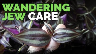 Wandering Jew Plant Care Growing Tradescantia Zebrina [upl. by Ginsburg]