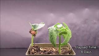 Monocot and Eudicot Germination Timelapse [upl. by Anilos]