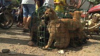 Annual dog meat festival causes outrage [upl. by Odelia]