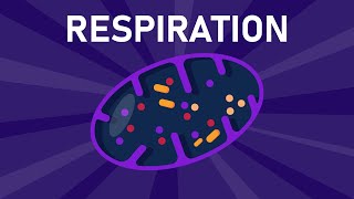 Aerobic and Anaerobic Respiration [upl. by Villiers]